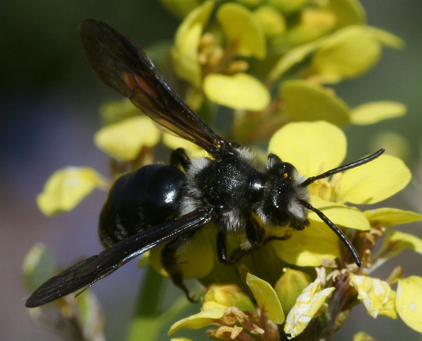 Andrena agilissima ♂ parassitata da Stylops.